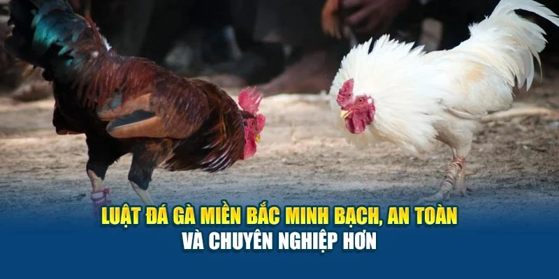 Luật Đá Gà Miền Bắc - Cập Nhật Chi Tiết Cho Người Chơi 7 Luật đá gà miền Bắc minh bạch, an toàn và chuyên nghiệp hơn